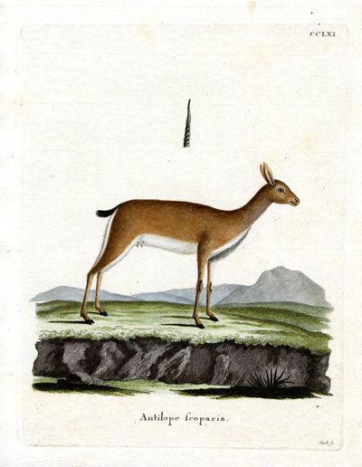 Oribi von German School